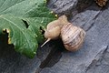 Burgundy snail in Jermuk.jpg