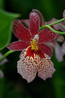 Burrageara Genus of flowering plants