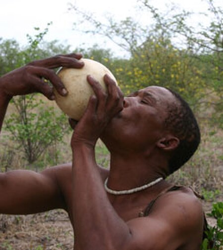 Fail:Bushmen drinkingwater.jpg