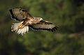 Buteo buteo