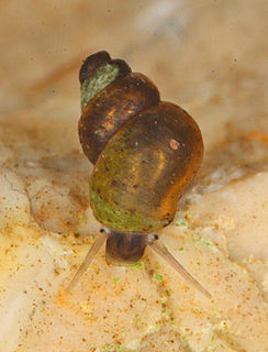 <i>Bythinella pannonica</i>