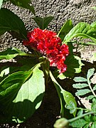 Celosia red-orange