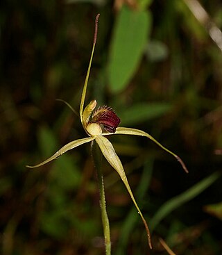 <i>Caladenia ancylosa</i> Species of orchid