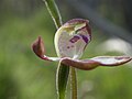 Caladenia ustulata Australia - Black Mountain