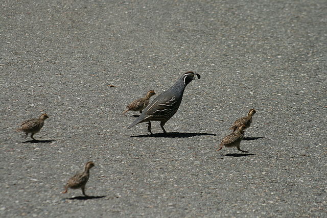 Image result for california quail