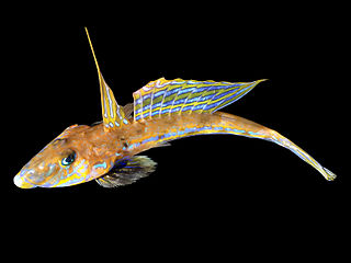 <i>Callionymus</i> Genus of fishes