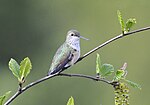 Thumbnail for File:Calliope Hummingbird 6007m.jpg