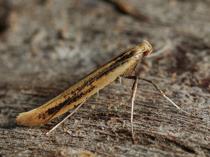 File:Caloptilia populetorum - Clouded slender (40940823412).jpg