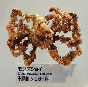 Afbeeldingsbeschrijving Camposcia retusa - Nationaal Museum van Natuur en Wetenschap, Tokio - DSC07557.JPG.