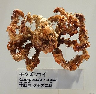 <i>Camposcia retusa</i> Species of crab