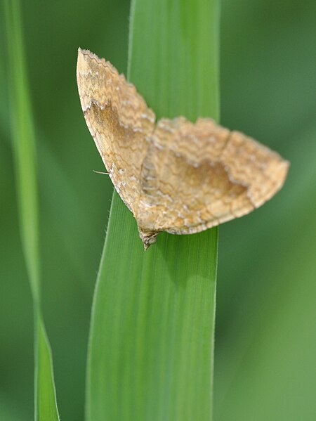 File:Camptogramma bilineata 1.JPG