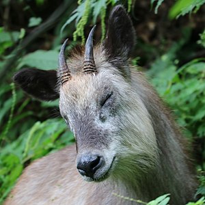 Capricornis crispus (closed eye).jpg