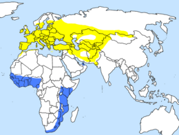 Distribución averada.La mayoría pasa pel iviernu n'África oriental.