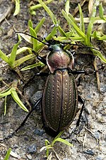 Thumbnail for Carabus monilis