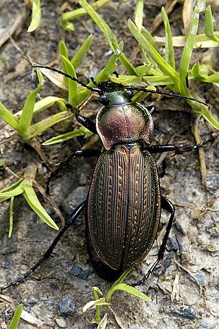 <i>Carabus monilis</i> Species of beetle