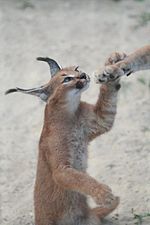 Bébé caracal