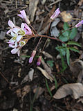 Thumbnail for Cardamine angustata