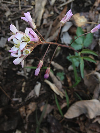 <i>Cardamine angustata</i> Species of flowering plant