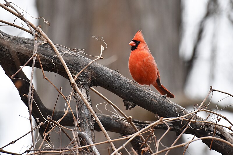 File:Cardinal birding 1.1.19 artemesia DSC 0299.jpg