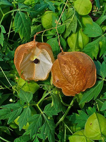 Ripe fruits, one of them laterally opened to show the position of the seed in the chamber