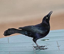 Carib Grackle Male.jpg