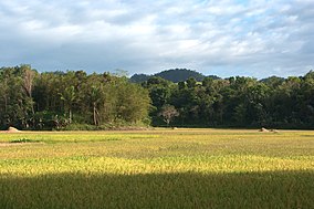 Carmen, Fields in Bohol, Nature of Bohol Island, Philippines.jpg