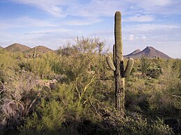 Carnegiea Désert de Sonora 07.jpg