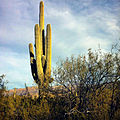 Near Tucson, Arizona