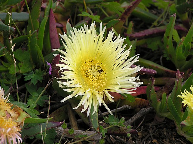 Description de l'image Carpobrutus edulis-P9200072.jpg.