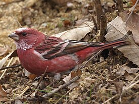 Сибирская чечевица (Carpodacus roseus)