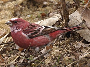 Male of the rose beak (Carpodacus roseus)