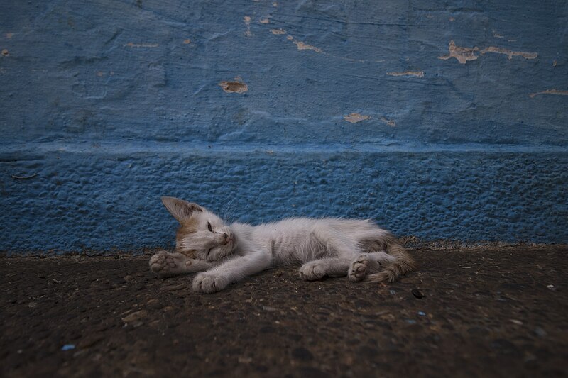 File:Cat on the street in the city of Chefchaouen.jpg