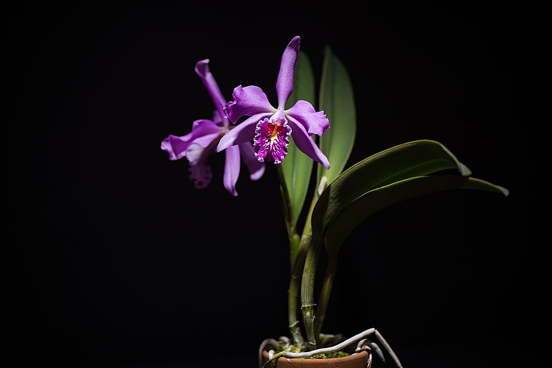 File:Cattleya maxima 'Roy' Lindl., Gen. Sp. Orchid. Pl. 116 (1833) (41083961252).jpg