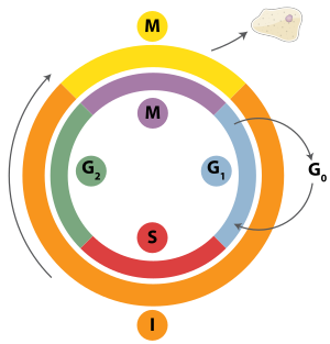 Cell Division