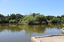 Southampton Common Cemetery lake Cemetery lake southampton common 2018.JPG