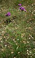 Ungarische Skabiosen-Flockenblume (Centaurea scabiosa subsp. sadleriana)