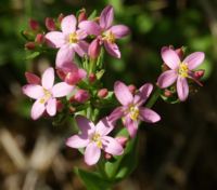 Centaurium erythraea