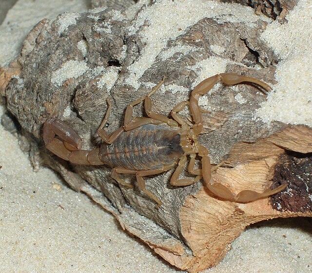 Arizona bark scorpion - Wikipedia