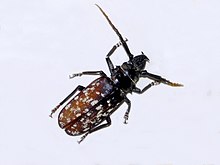 Cerambycidae - Tithoes maculatus.jpg