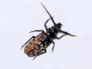 <i>Tithoes maculatus</i> Species of beetle