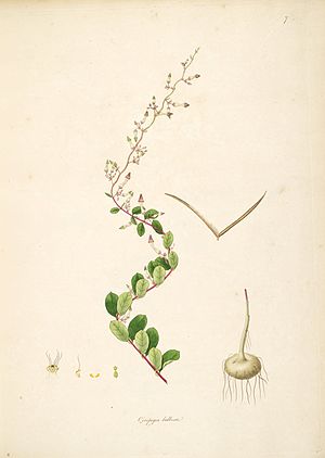 Ceropegia bulbosa CoromandelCoast 1-007.jpg