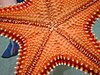 Oral surface of red cushion star