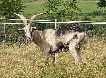 Chèvre du Rove en Haute-Savoie.