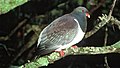 Chatham Island Pigeon (Hemiphaga chathamensis).jpg