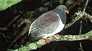 Thumbnail for File:Chatham Island Pigeon (Hemiphaga chathamensis).jpg