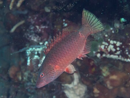 Tập_tin:Cheeklined_wrasse_(Oxycheilinus_digramma)_(40503190451).jpg