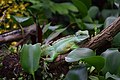 Chamäleon im Botanischen Garten Chemnitz