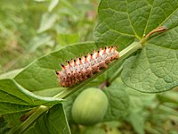 Chenille du papillon DIANE sur Aristoloche dans la Reserve Naturelle de la Plaine des Maures 08.JPG