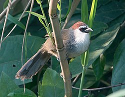 Bambutimali (Timalia pileata)