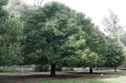 Sweet Chestnut: Species of plant